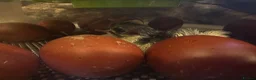 Chickens poultry for sale: Black Copper Maran’s - Advert 2
