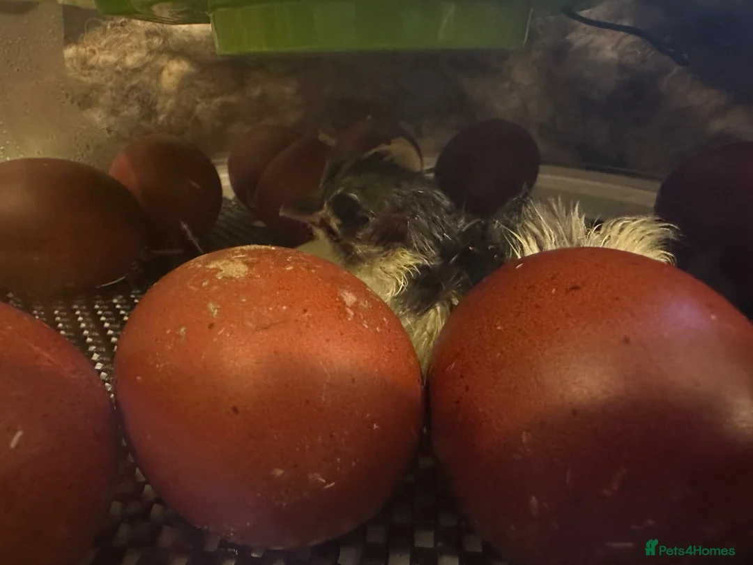 Chickens poultry for sale: Black Copper Maran’s - Advert 2