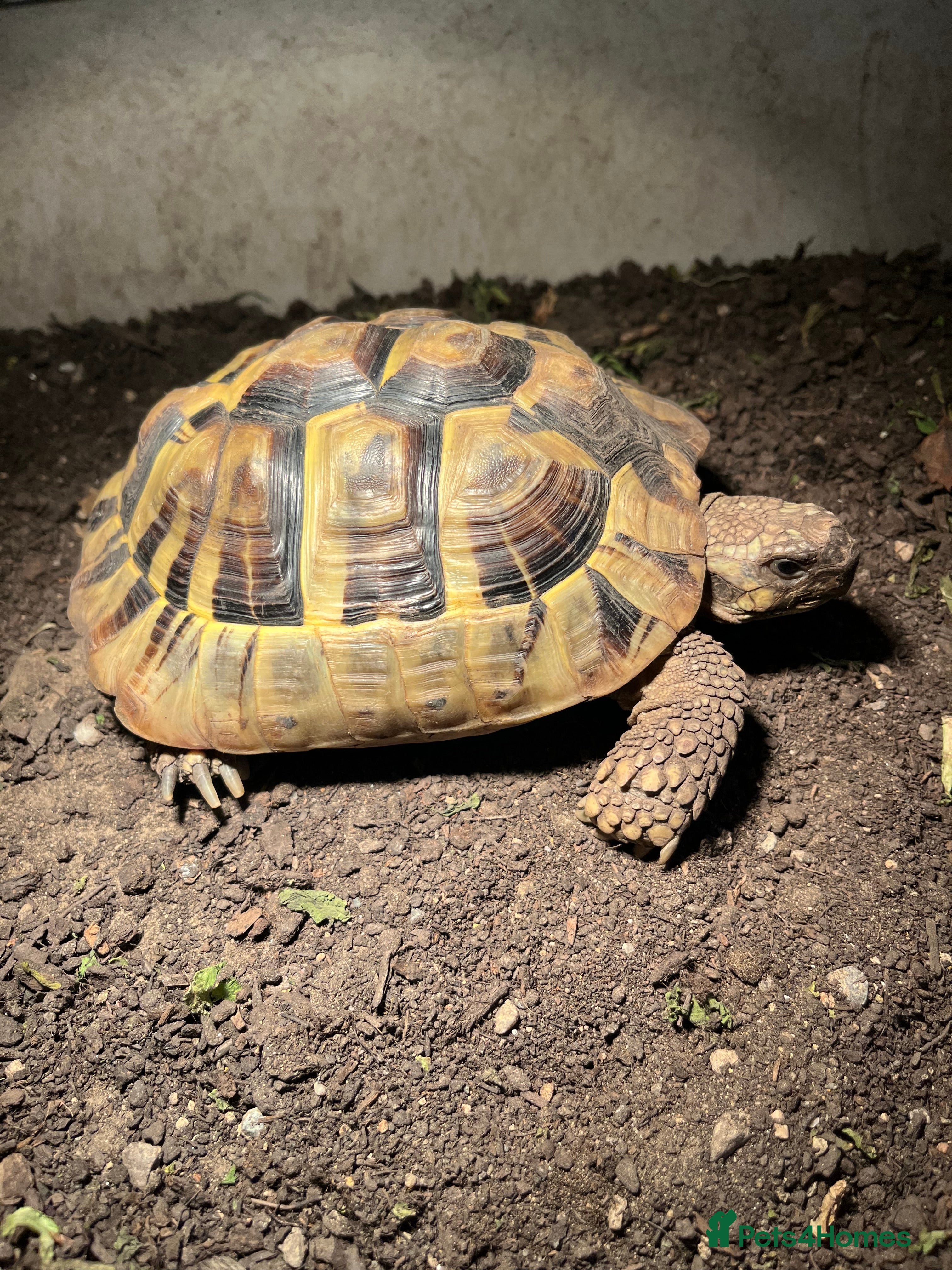 Tortoise reptiles Female Testudo Hermanni Tortoise - Advert 1
