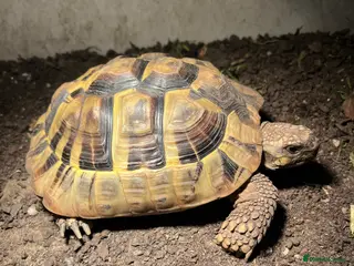 Tortoise reptiles Female Testudo Hermanni Tortoise - Advert 1
