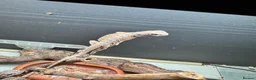 Gecko reptiles for sale: Lizards for rehome  - lot to choose from  - Advert 11