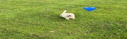 West Highland Terrier dogs for sale: KC adult Westies - Advert 5