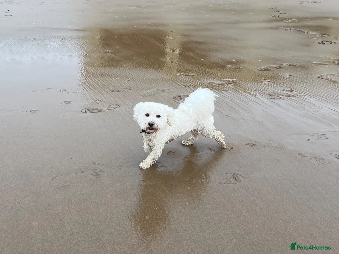 Bichon Frise dogs for stud: Pure Bichon Friese in Bargoed - Advert 2