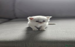 Ragdoll cats for sale: Lilac lynx ragdoll so special - Image 14