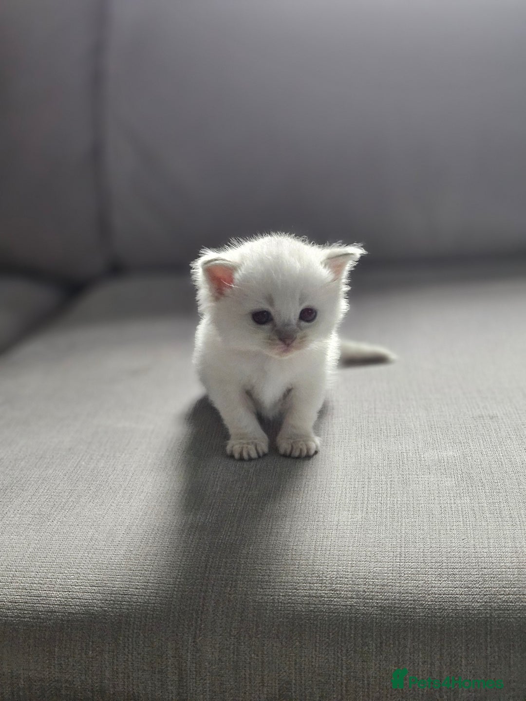 Ragdoll cats for sale: Lilac lynx ragdoll so special - Image 14