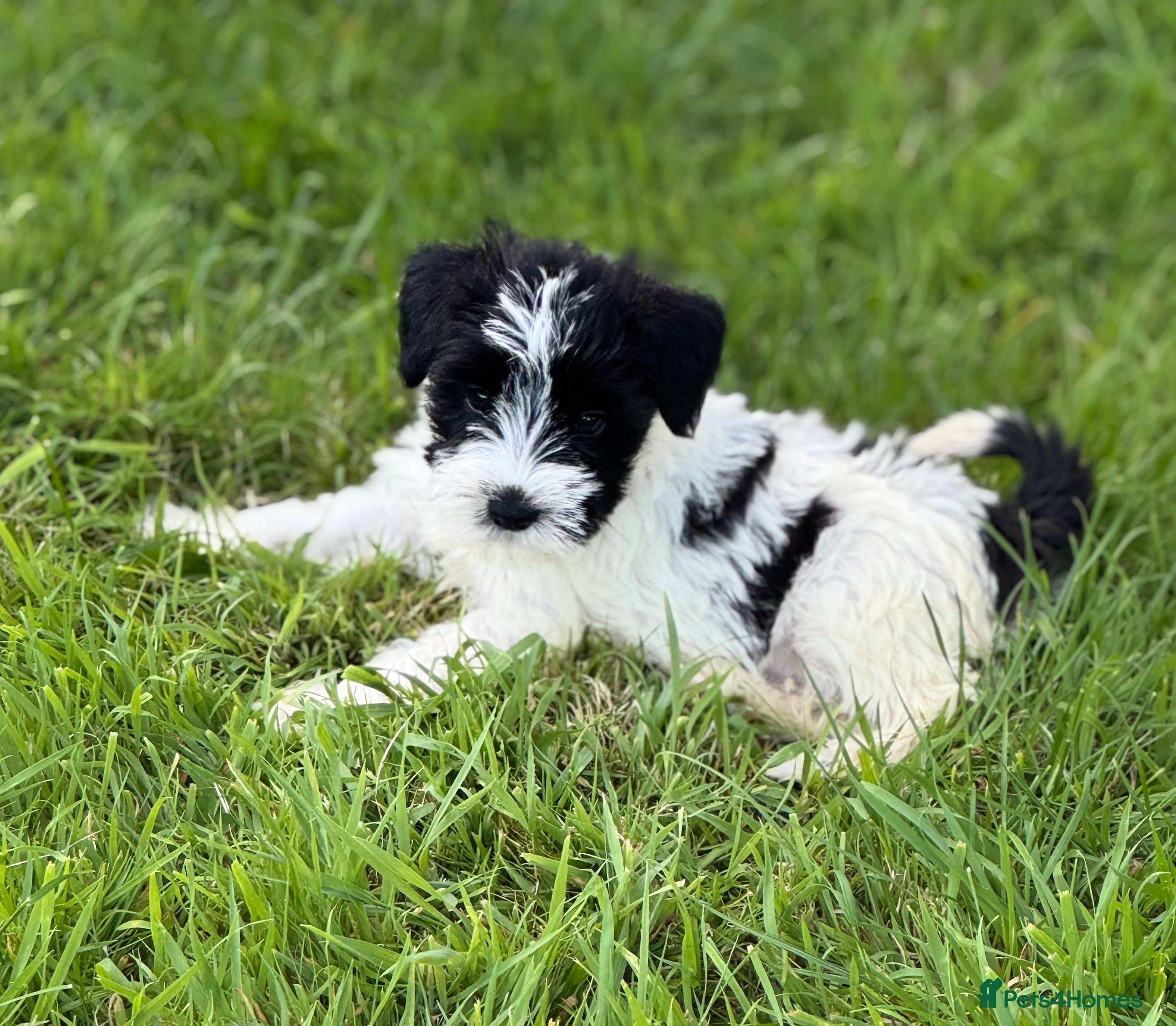 Miniature Schnauzer dogs Stunning, healthy BVA/MAC screened mini schnauzers - Advert 2