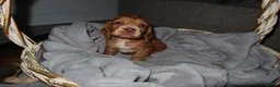 Cocker Spaniel dogs for sale: 4Girls 2Boys Cockerspaniel puppy’s for sale - Advert 6