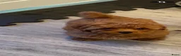 Cavapoo dogs for sale: Cavapoo x Asian poodle puppies  - Advert 7