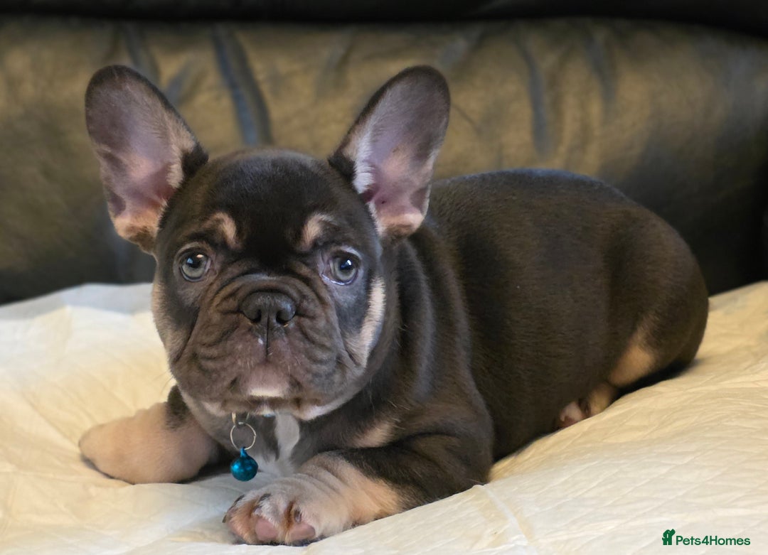 French Bulldog dogs for sale: TOP QUALITY KC REG FRENCHIES AVAILABLE  - Image 26