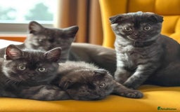 Scottish Fold cats for sale: 4 Pedigree Scottish Fold Kittens Reduced Price - Image 39