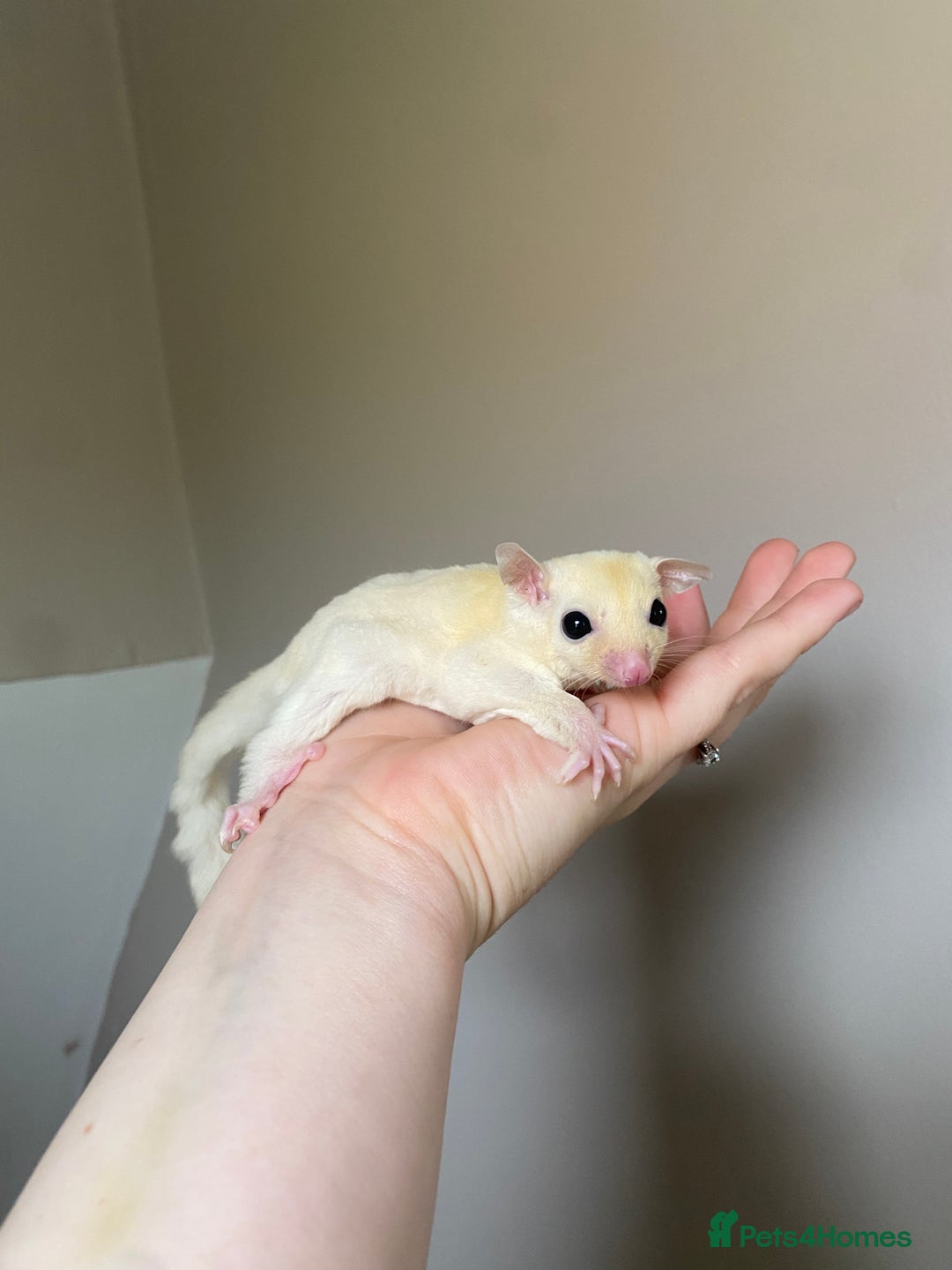Sugar Glider rodents for sale: Leu male joey ready now  in Wolverhampton - Image 3