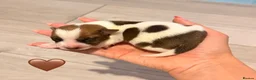 Jack Russell dogs for sale: Jack Russell Puppies 🐶  - Advert 13