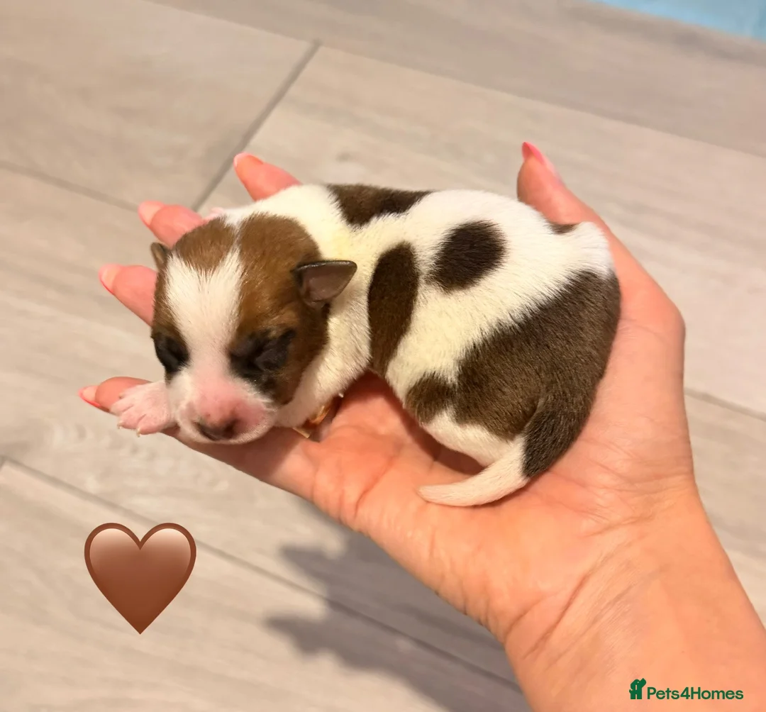 Jack Russell dogs for sale: Jack Russell Puppies 🐶  - Advert 13