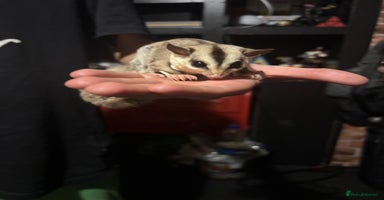 Sugar Glider rodents - Advert 12