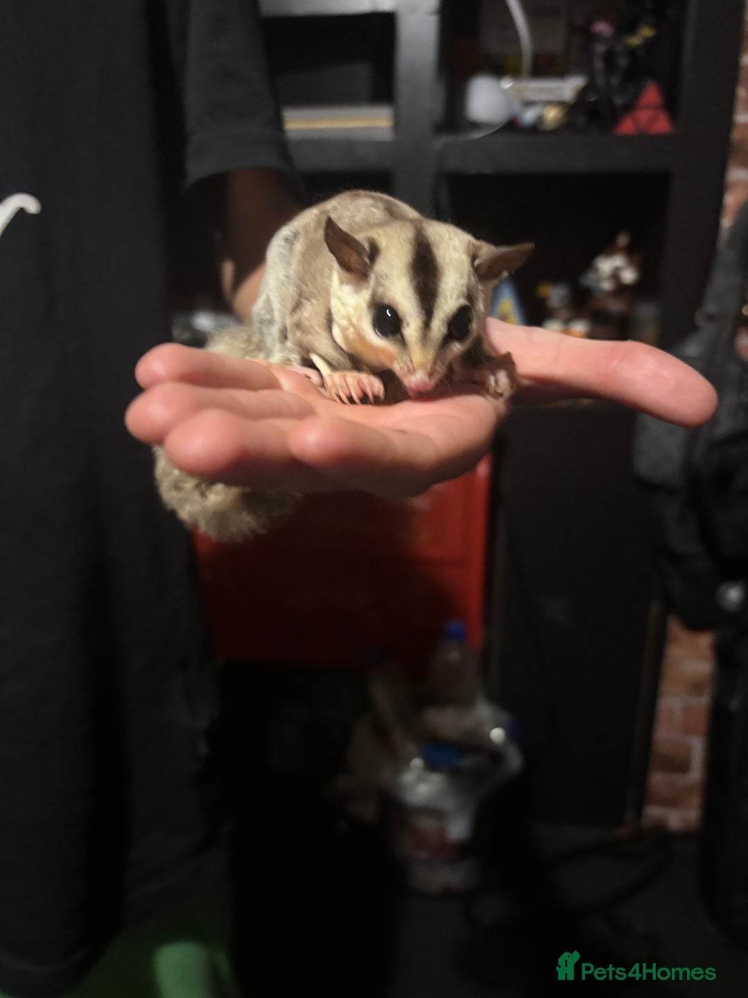 Sugar Glider rodents for sale: Twin sugar gliders - Image 3