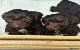Cockapoo dogs for sale: Beautiful cockapoos  - Image 3