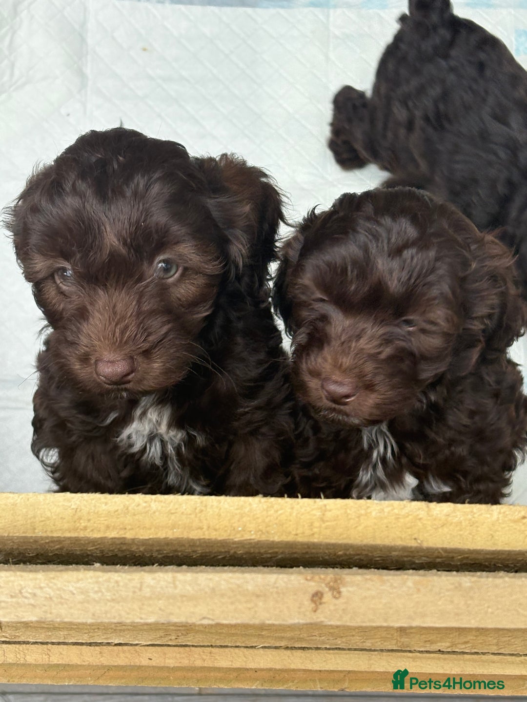 Cockapoo dogs for sale: Beautiful cockapoos  - Image 3