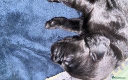 Cocker Spaniel dogs for sale: Cocker spaniel puppies - Image 6