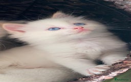 Ragdoll cats for sale: Beautiful Flame/ Cream Ragdoll kittens - Advert 14