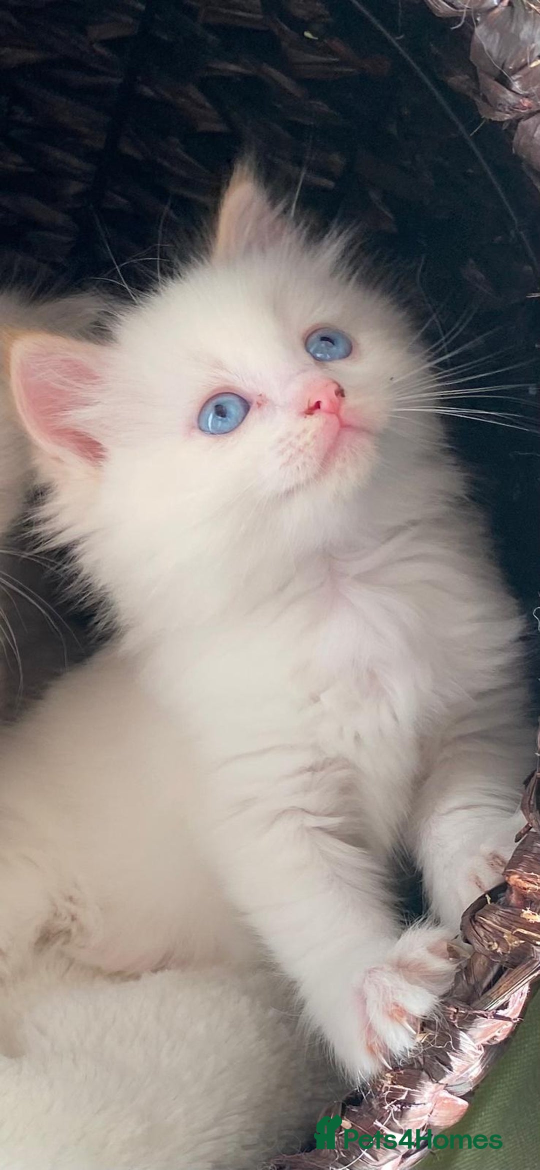 Ragdoll cats for sale: Beautiful Flame/ Cream Ragdoll kittens - Advert 14