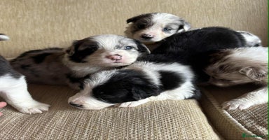 Border Collie dogs - Advert 3