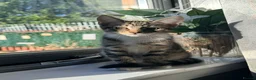 Maine Coon cats for sale: Maine Coon  - Advert 13