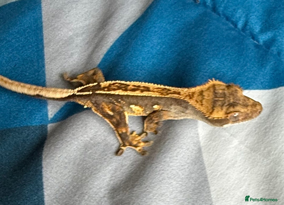 Gecko reptiles for sale: 2x baby crested gecko and full bioactive setup - Image 4