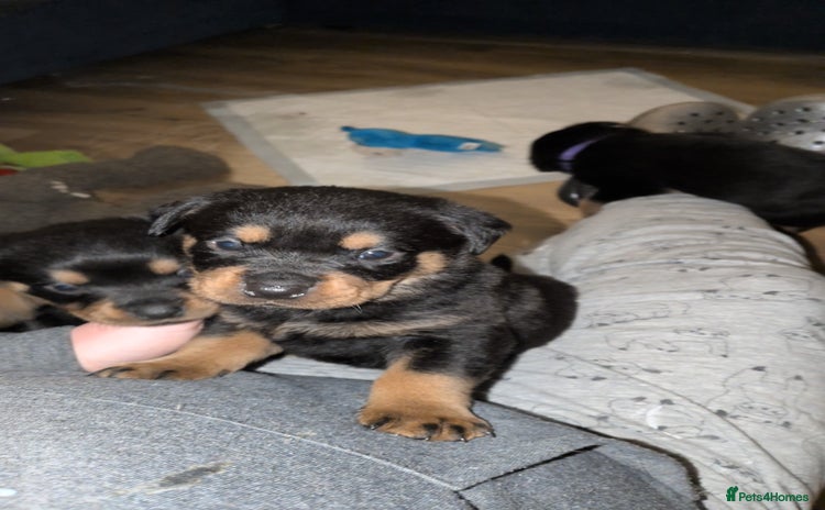 Rottweiler dogs Rottweiler ready 27.12.25 - Advert 3