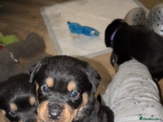 Rottweiler dogs Rottweiler ready 27.12.25 - Advert 7