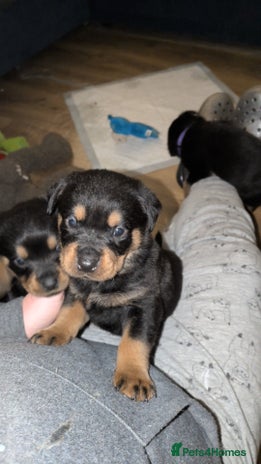 Rottweiler dogs Rottweiler ready 27.12.25 - Advert 1