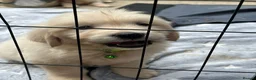 Golden Retriever dogs for sale: Beautiful litter of golden retrievers in Baldock - Advert 5