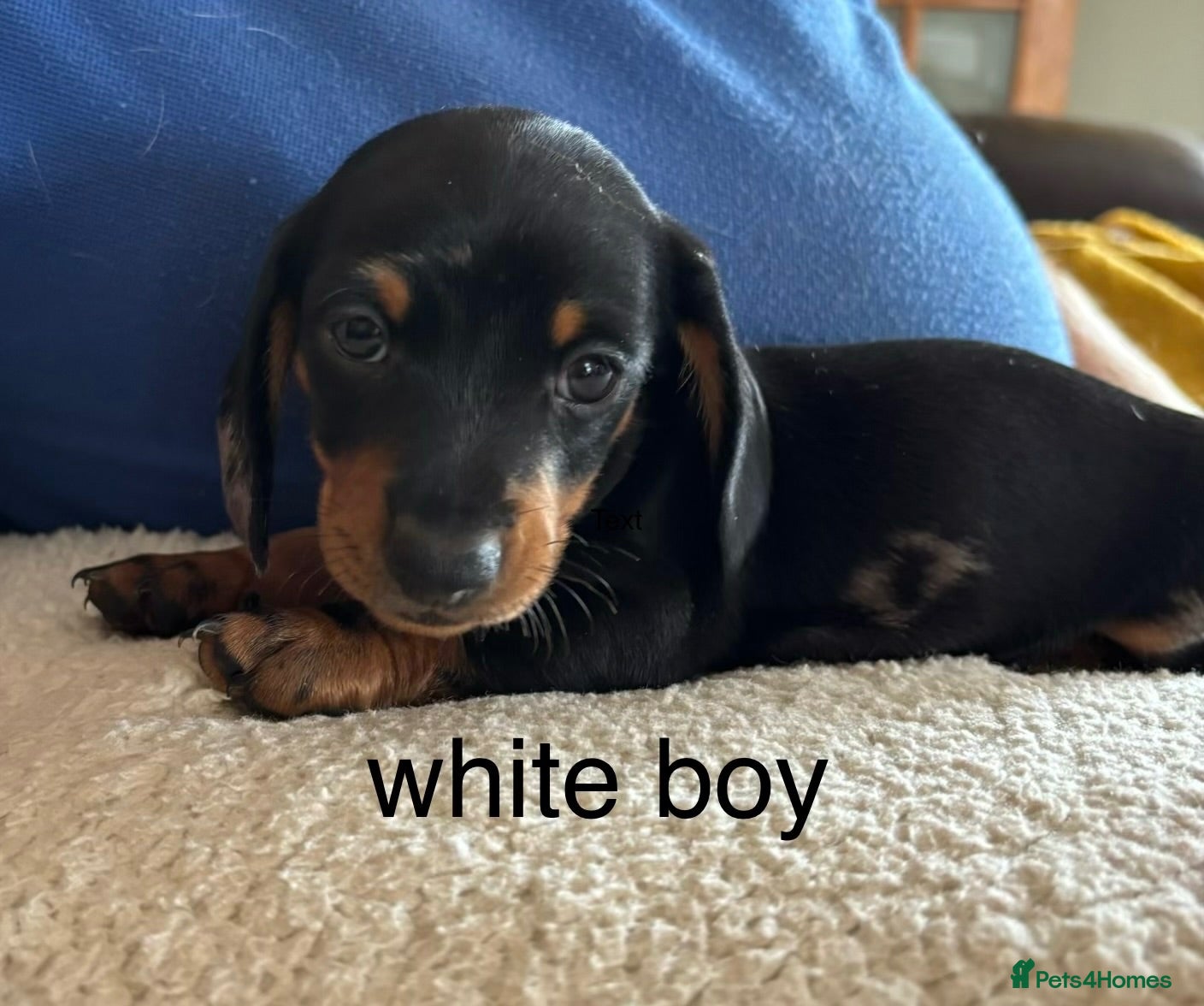 Miniature Dachshund dogs Gorgeous Litter of Miniature Dachshund Puppies - Advert 1