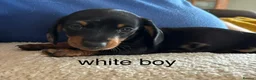 Miniature Dachshund dogs for sale: Gorgeous Litter of Miniature Dachshund Puppies - Advert 27