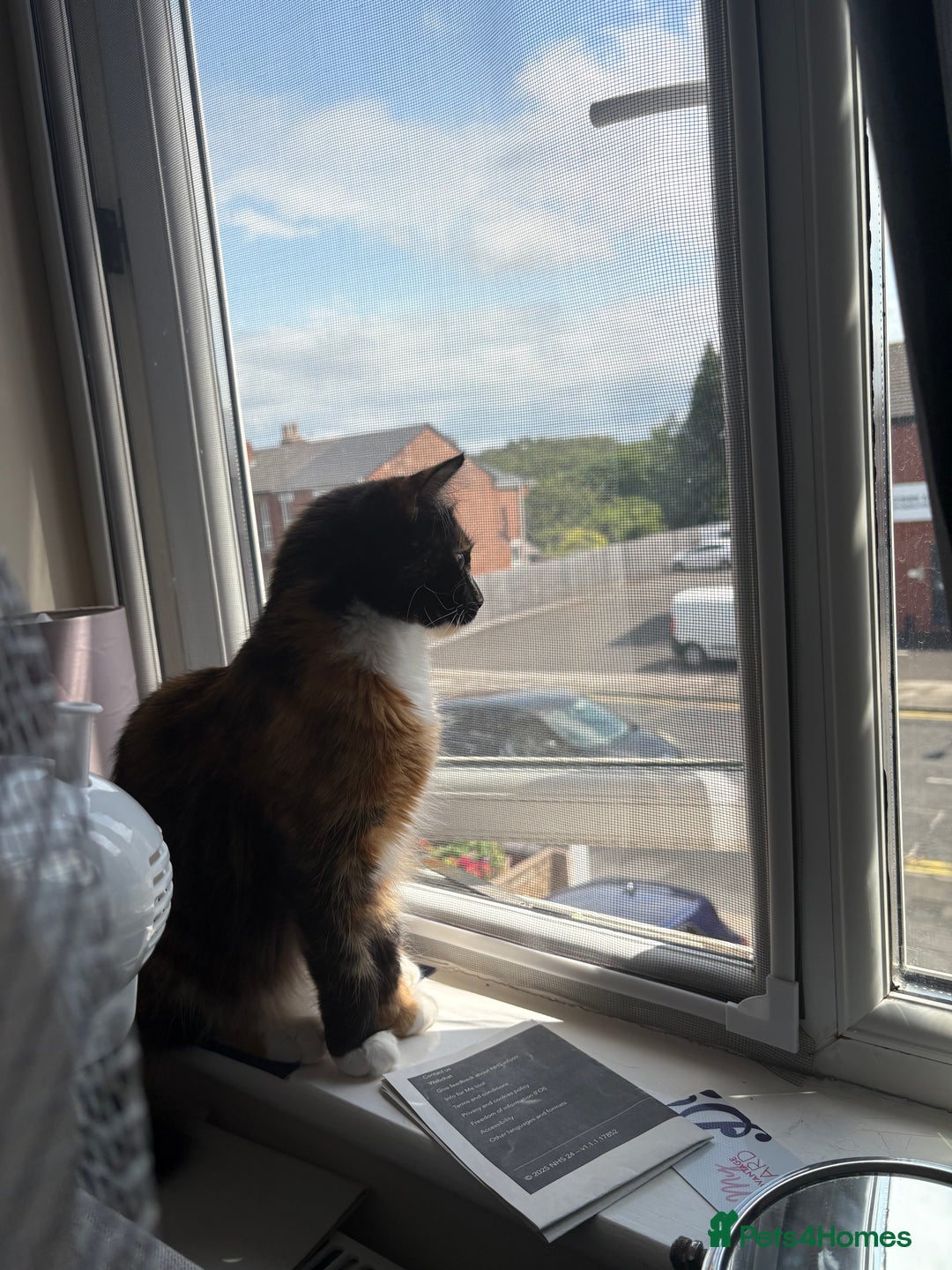 Domestic Shorthair cats for sale: Bonded sisters, please adopt together!  - Image 10