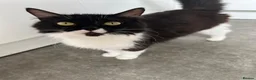 Maine Coon cats for sale: Tuxedo  - Advert 1