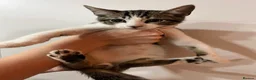 Mixed Breed cats for sale: Kittens ready to go! - Advert 5