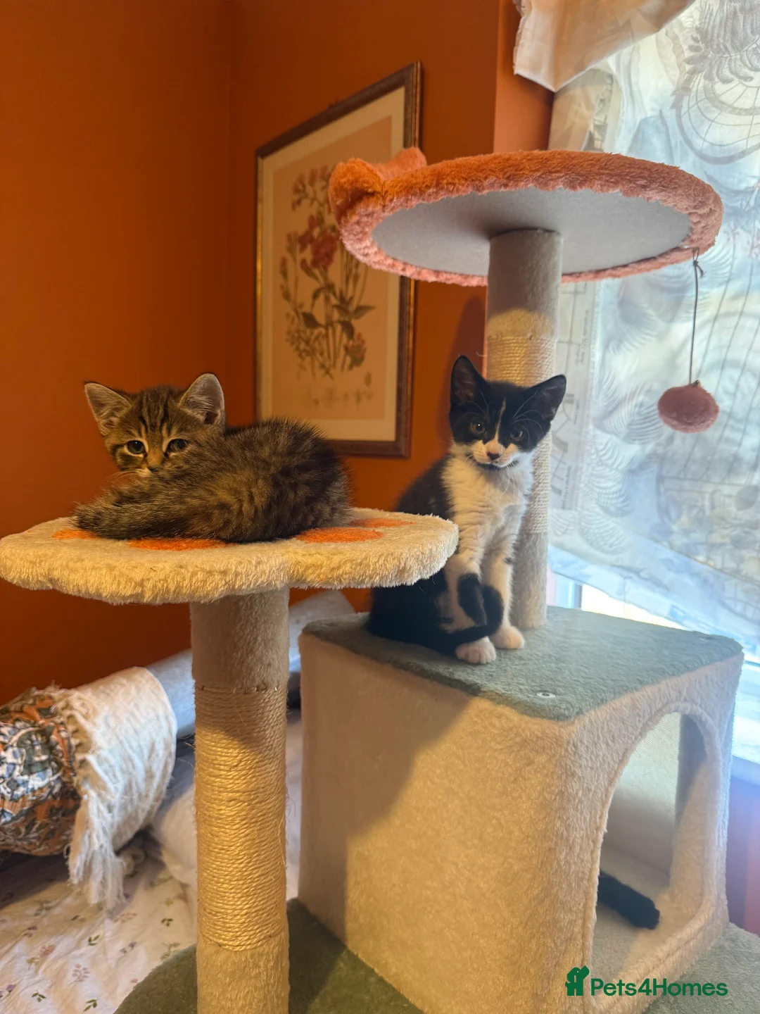 Domestic Shorthair cats for sale: Kittens ready for new homes in Burton-on-Trent - Advert 2