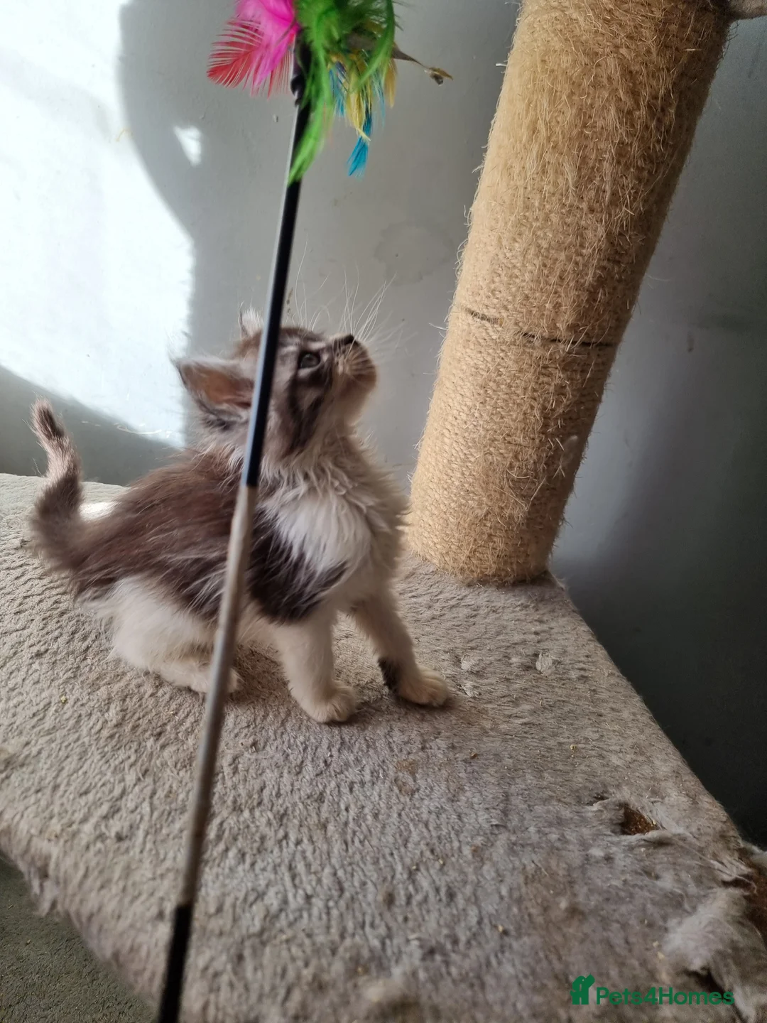 Maine Coon cats for sale: 2 litters of Maine Coon - Advert 34