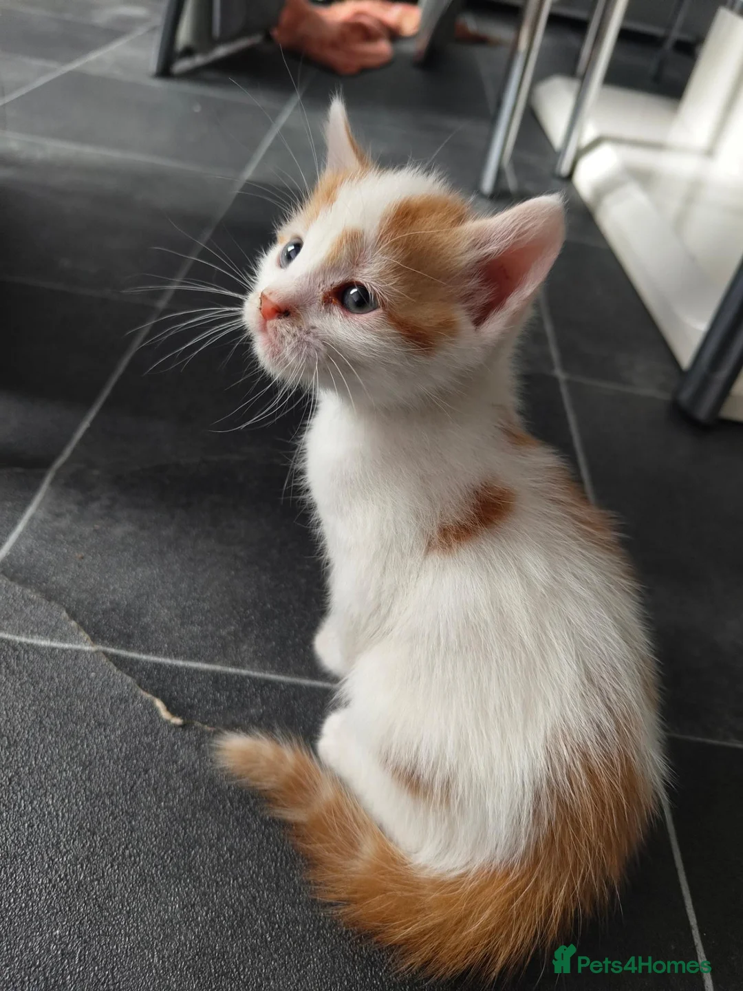 American Shorthair cats for sale: American short hair kittens  - Advert 6