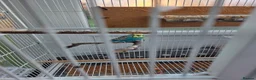 Budgerigars birds for sale: Pair budgies  - Advert 2