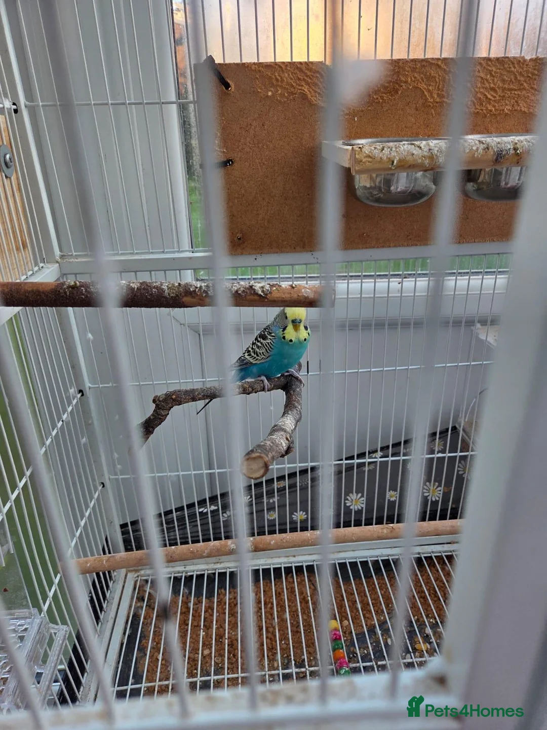 Budgerigars birds for sale: Pair budgies  - Advert 2