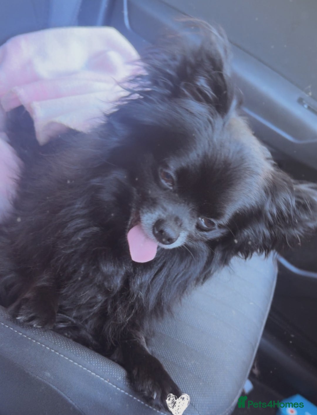 Chihuahua dogs for sale: Chihuahua - Advert 2