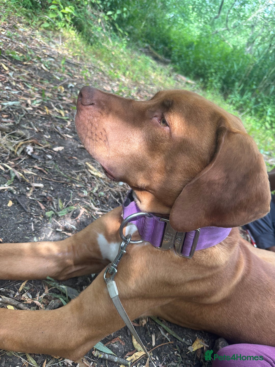 Mixed Breed dogs for sale: Bullmastiff x rhodesian ridgebag - Image 2