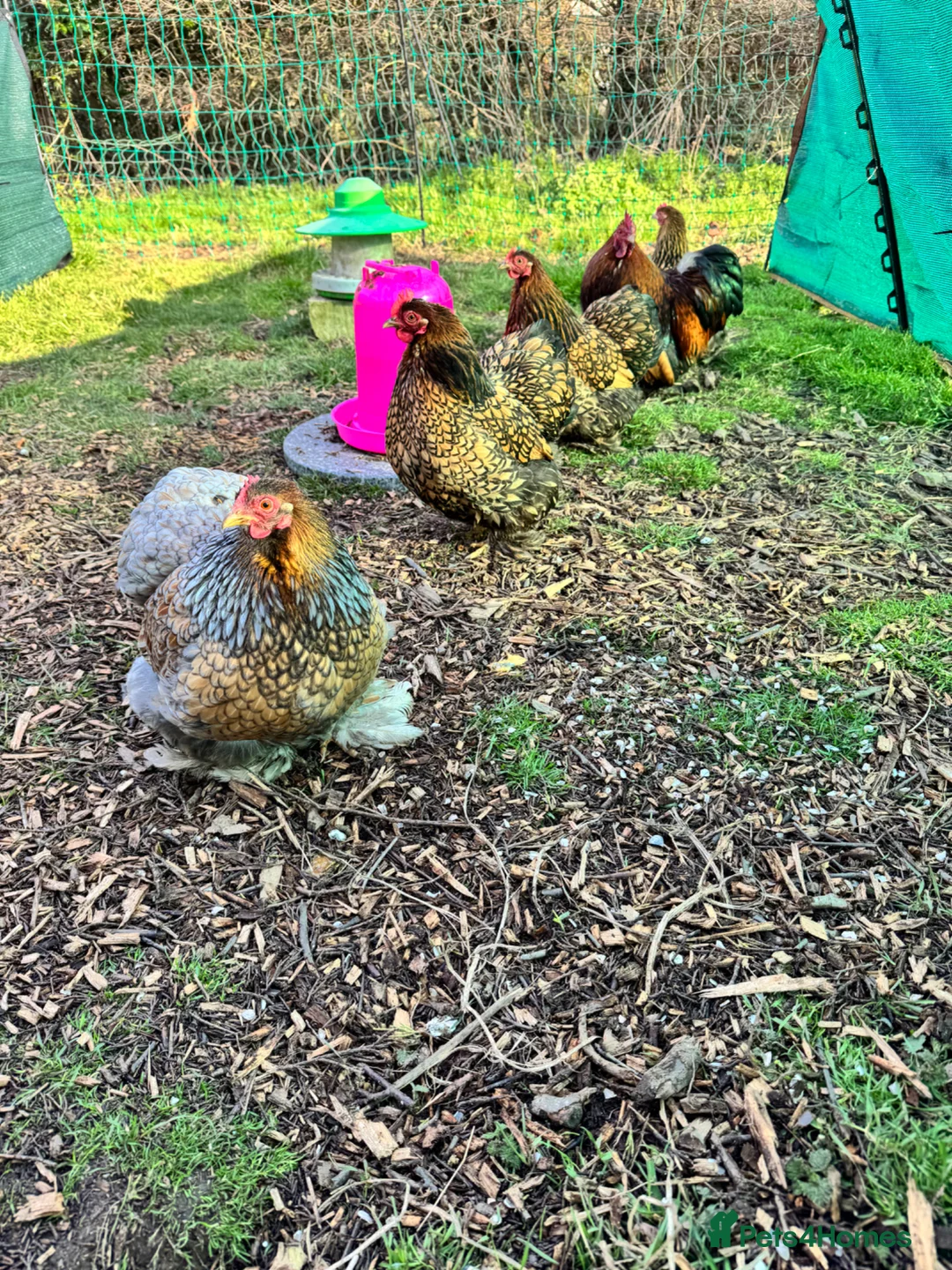 Chickens poultry for sale: FERTILE pekin bantam eggs - Advert 6