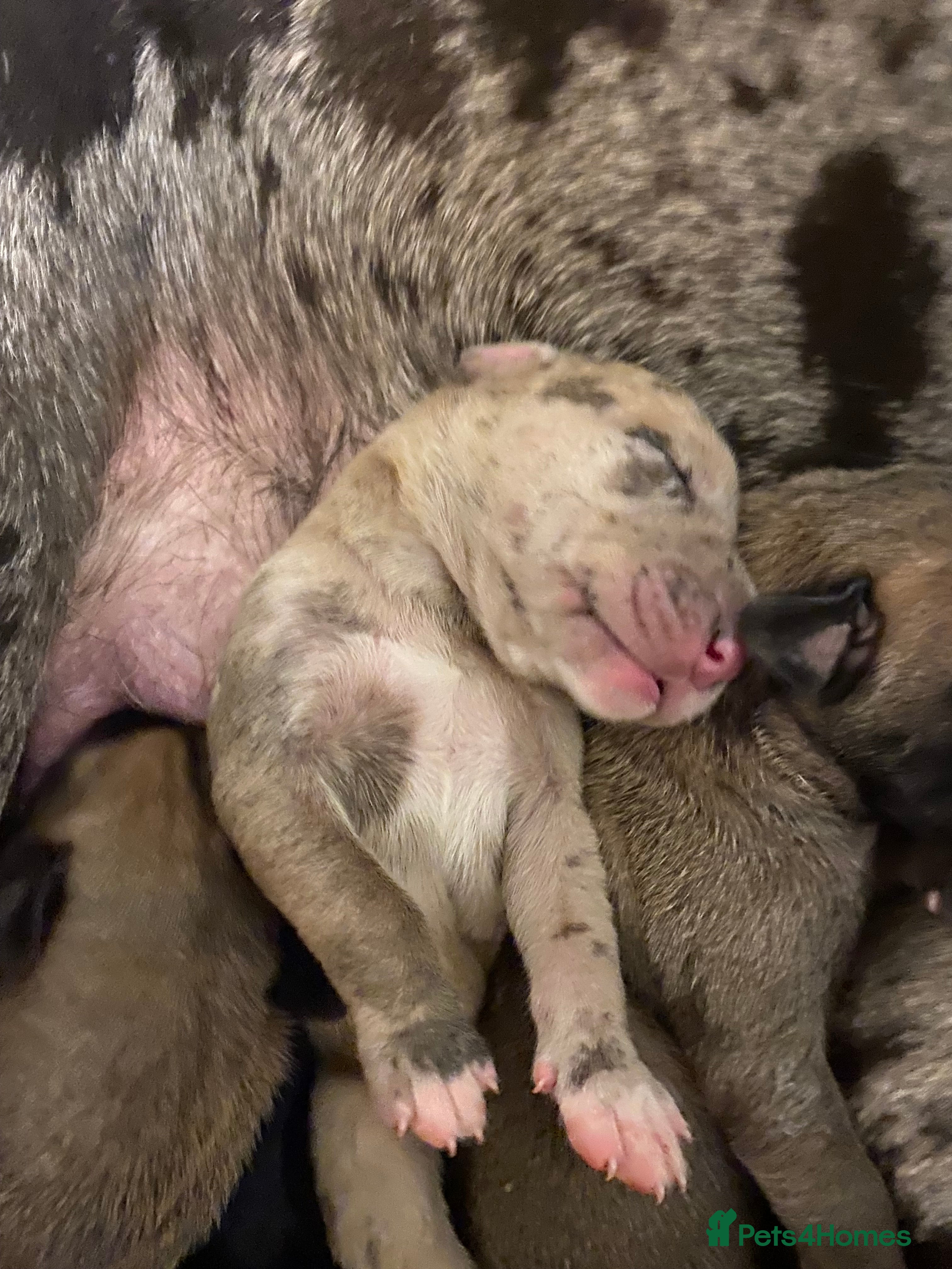 Great Dane dogs Beautiful kc reg Great Dane puppies - Advert 14