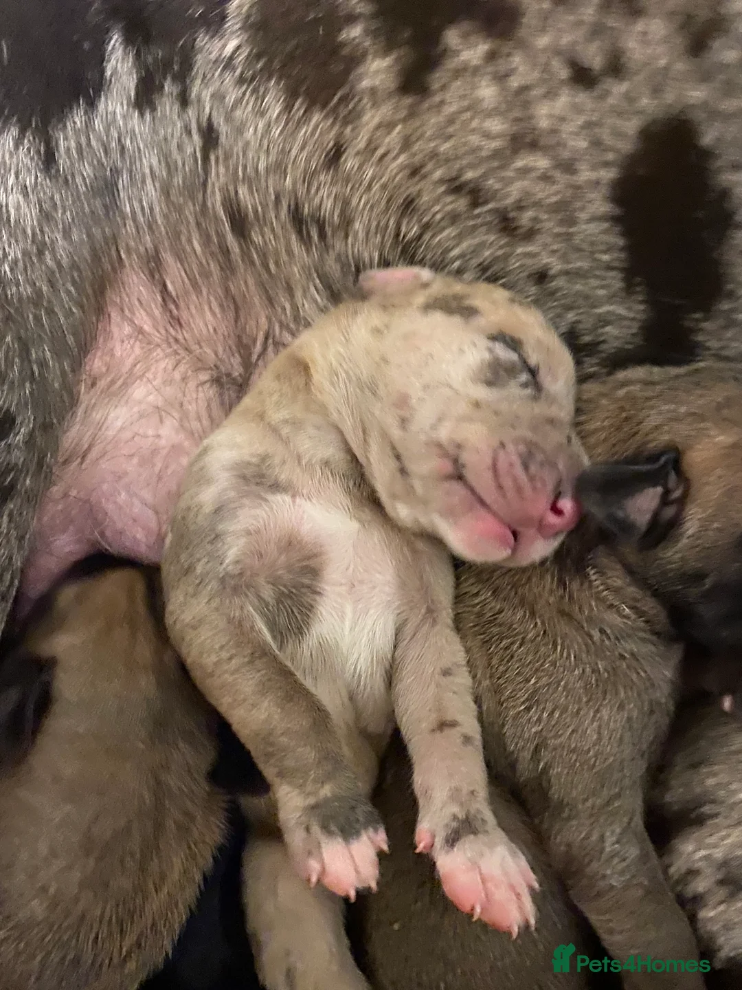 Great Dane dogs for sale: Beautiful kc reg Great Dane puppies - Advert 8