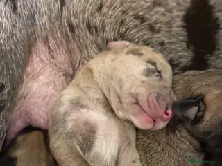 Great Dane dogs Beautiful kc reg Great Dane puppies - Advert 14