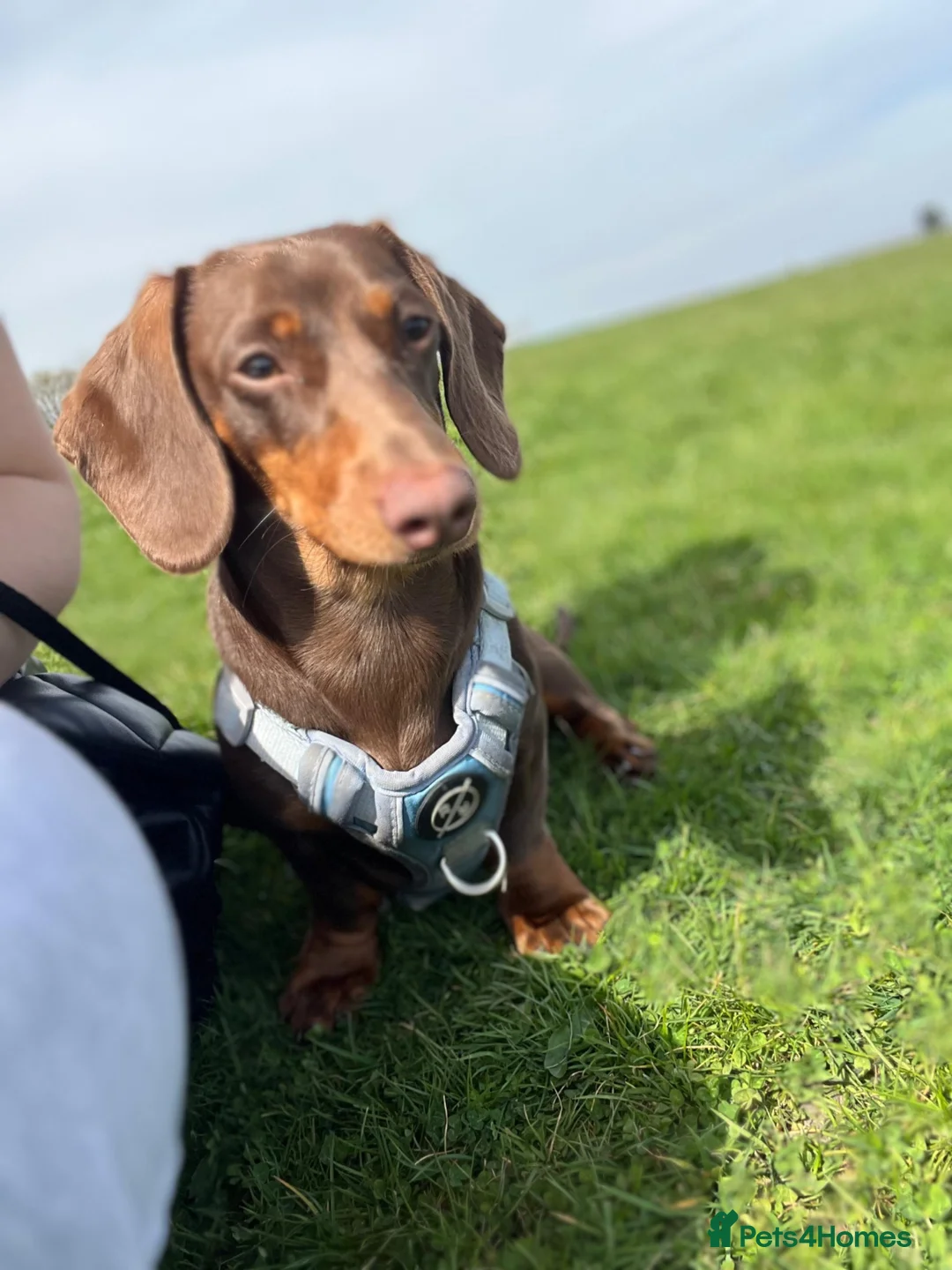 Miniature Dachshund dogs for sale: Rolo.  - Advert 1