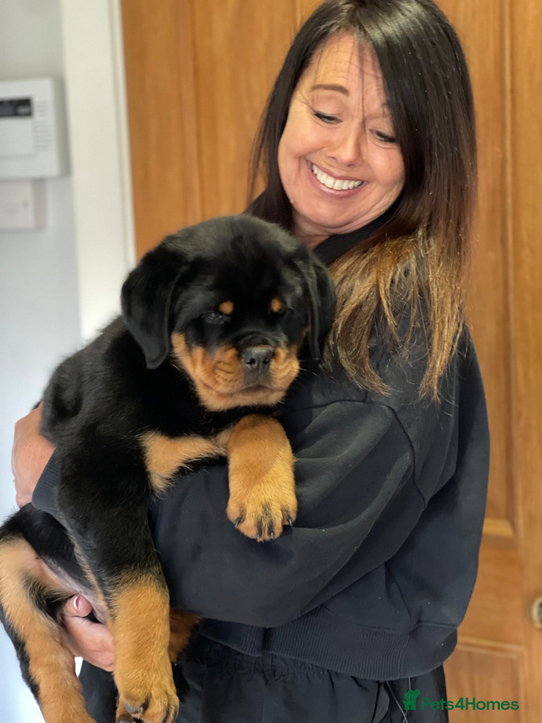 Rottweiler dogs for stud: ABSOLUTELY BEAUTIFUL KC Health Tested *FOR STUD* in Mansfield - Advert 24
