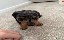Dachshund dogs for sale: We have 6 beautiful dachshund puppy’s  - Image 5